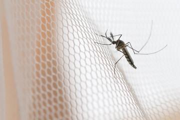 Mosquito Control service by KHS