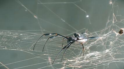 Spider Control service by KHS