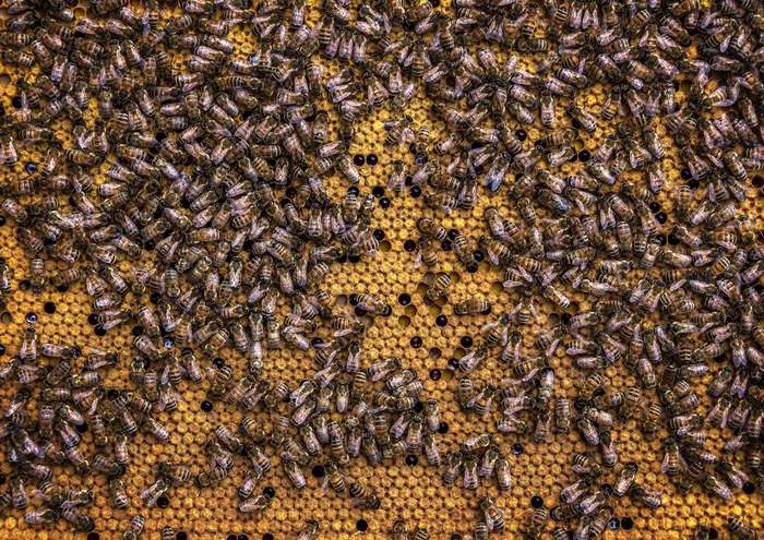 Honey Bee Removal service by KHS
